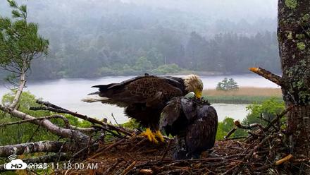 VINS Bald Eagles Nest Live Cams - Jun 18, 2026, 11:18am EDT