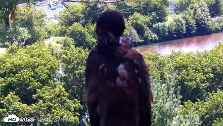 VINS Bald Eagles Nest Live Cams - Jul 23, 2026, 12:46pm EDT