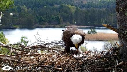 VINS Bald Eagles Nest Live Cams - May 5, 2026, 10:49am EDT