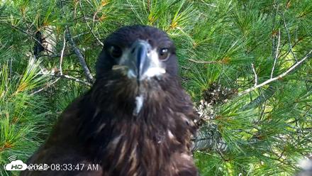 VINS Bald Eagles Nest Live Cams - Jul 26, 2026, 8:34am EDT