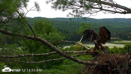 VINS Bald Eagles Nest Live Cams - Jul 18, 2026, 12:16pm EDT