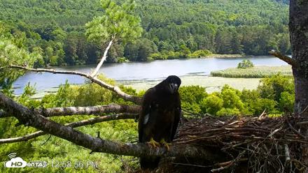 VINS Bald Eagles Nest Live Cams - Jul 23, 2026, 12:59pm EDT