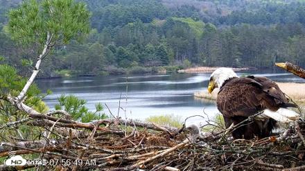 VINS Bald Eagles Nest Live Cams - May 10, 2026, 7:57am EDT