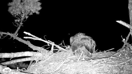 VINS Bald Eagles Nest Live Cams - Jun 20, 2026, 12:28am EDT