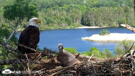 VINS Bald Eagles Nest Live Cams - May 20, 2026, 5:56pm EDT