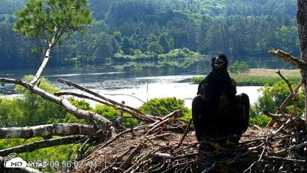 VINS Bald Eagles Nest Live Cams - Jun 27, 2026, 9:56am EDT