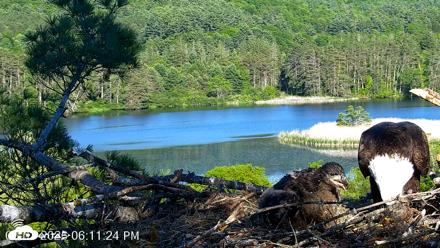 VINS Bald Eagles Nest Live Cams - Jun 3, 2026, 6:12pm EDT