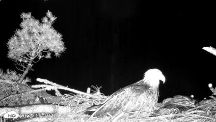 VINS Bald Eagles Nest Live Cams - Jun 11, 2026, 12:40am EDT
