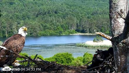 VINS Bald Eagles Nest Live Cams - Jun 14, 2026, 4:37pm EDT