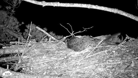VINS Bald Eagles Nest Live Cams - Apr 23, 2026, 12:51am EDT