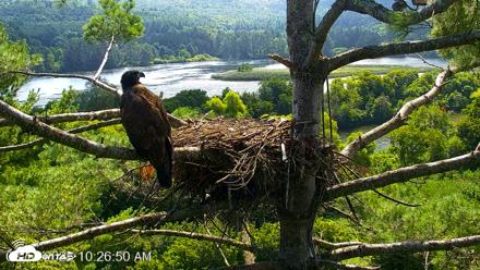 VINS Bald Eagles Nest Live Cams - Aug 11, 2026, 10:27am EDT