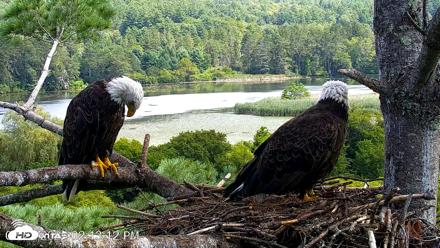 VINS Bald Eagles Nest Live Cams - Aug 22, 2026, 2:13pm EDT