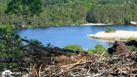 VINS Bald Eagles Nest Live Cams - May 19, 2026, 5:35pm EDT
