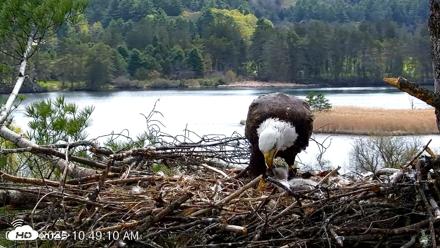 VINS Bald Eagles Nest Live Cams - May 5, 2026, 10:49am EDT