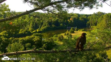 VINS Bald Eagles Nest Live Cams - Jul 23, 2026, 7:53am EDT