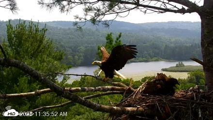 VINS Bald Eagles Nest Live Cams - Jul 16, 2026, 11:36am EDT