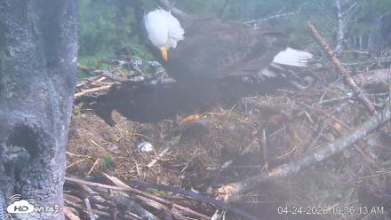 VINS Bald Eagles Nest Live Cams - Apr 24, 2026, 10:37am EDT