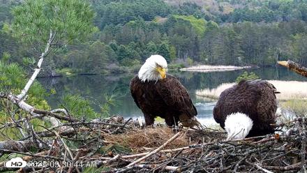 VINS Bald Eagles Nest Live Cams - May 13, 2026, 9:31am EDT