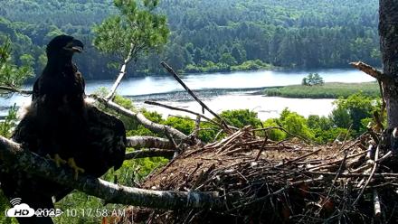 VINS Bald Eagles Nest Live Cams - Jul 3, 2026, 10:18am EDT