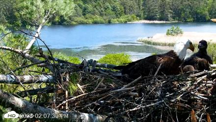 VINS Bald Eagles Nest Live Cams - May 26, 2026, 2:08pm EDT