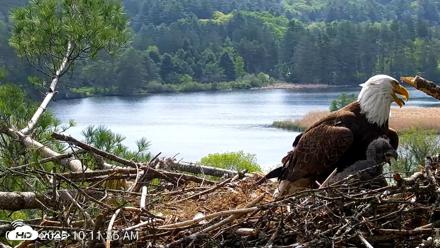 VINS Bald Eagles Nest Live Cams - May 19, 2026, 10:12am EDT