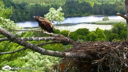 VINS Bald Eagles Nest Live Cams - Jul 23, 2026, 1:29pm EDT