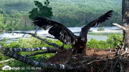 VINS Bald Eagles Nest Live Cams - Jul 2, 2026, 6:15pm EDT