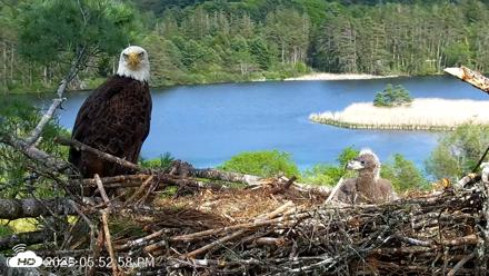 VINS Bald Eagles Nest Live Cams - May 20, 2026, 5:53pm EDT