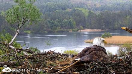 VINS Bald Eagles Nest Live Cams - May 13, 2026, 11:17am EDT
