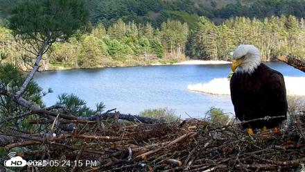 VINS Bald Eagles Nest Live Cams - May 7, 2026, 5:25pm EDT