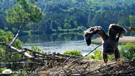 VINS Bald Eagles Nest Live Cams - Jun 3, 2026, 8:15am EDT
