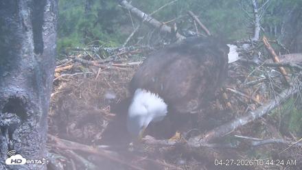 VINS Bald Eagles Nest Live Cams - Apr 27, 2026, 10:45am EDT
