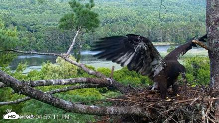 VINS Bald Eagles Nest Live Cams - Jul 26, 2026, 4:58pm EDT