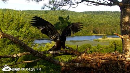 VINS Bald Eagles Nest Live Cams - Jul 17, 2026, 6:05pm EDT