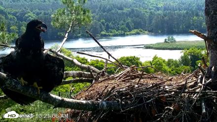 VINS Bald Eagles Nest Live Cams - Jul 3, 2026, 10:22am EDT