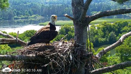 VINS Bald Eagles Nest Live Cams - Jul 26, 2026, 10:40am EDT