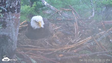 VINS Bald Eagles Nest Live Cams - Apr 30, 2026, 2:56pm EDT