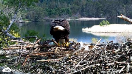VINS Bald Eagles Nest Live Cams - May 2, 2026, 3:45pm EDT