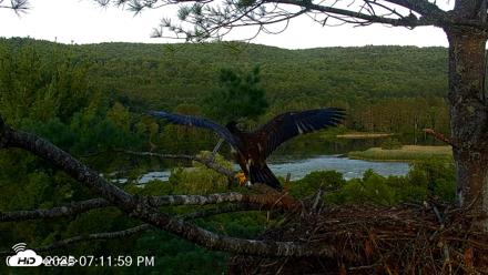 VINS Bald Eagles Nest Live Cams - Jul 17, 2026, 7:12pm EDT