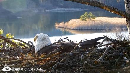 VINS Bald Eagles Nest Live Cams - Apr 11, 2026, 7:16am EDT