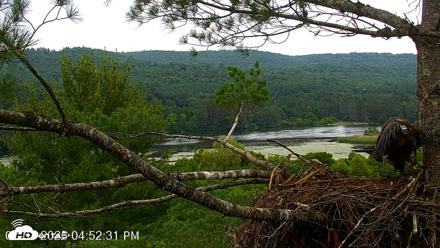 VINS Bald Eagles Nest Live Cams - Jul 7, 2026, 4:53pm EDT