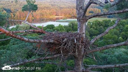 VINS Bald Eagles Nest Live Cams - Aug 11, 2026, 7:37pm EDT