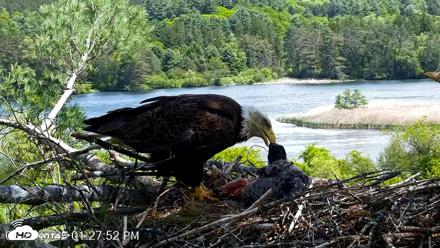 VINS Bald Eagles Nest Live Cams - May 28, 2026, 1:28pm EDT