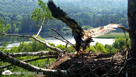 VINS Bald Eagles Nest Live Cams - Jul 1, 2026, 10:45am EDT