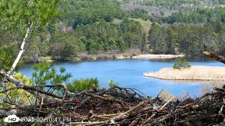 VINS Bald Eagles Nest Live Cams - Apr 28, 2026, 2:11pm EDT