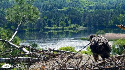 VINS Bald Eagles Nest Live Cams - Jun 3, 2026, 9:42am EDT