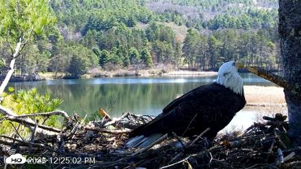 VINS Bald Eagles Nest Live Cams - Apr 27, 2026, 12:25pm EDT