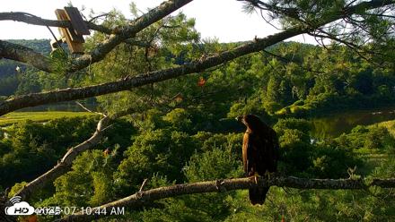 VINS Bald Eagles Nest Live Cams - Jul 23, 2026, 7:11am EDT