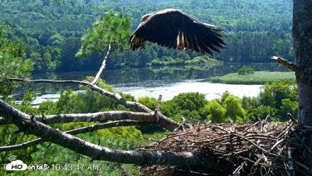 VINS Bald Eagles Nest Live Cams - Jul 24, 2026, 10:44am EDT