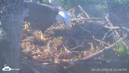 VINS Bald Eagles Nest Live Cams - Apr 26, 2026, 5:26pm EDT